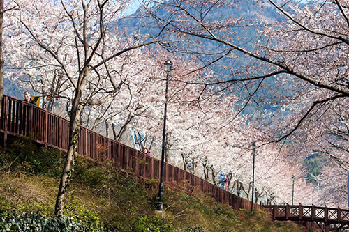 Jinhae Cherry Blossoms